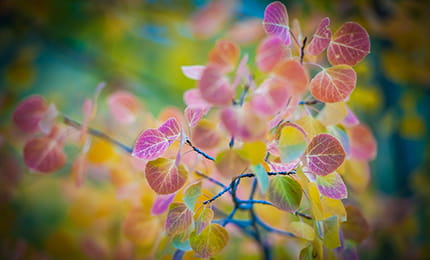 fall colors in aspen